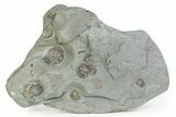Ten Iridescent Ammonite (Psiloceras) Fossils On Shale - England #350965-4